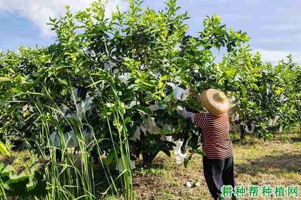 莲雾产期调节：如何修剪能促进莲雾花芽分化？